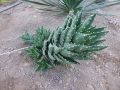 Aloe mitriformis