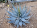 Aloe peglerae