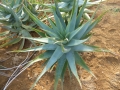 Aloe salm dyckiana X