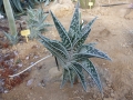 Aloe variegata