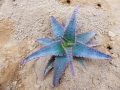 Aloe X 'kelly blue vinnie'