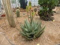 Aloe aculeata v.crousiana