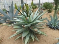 Aloe aculeata