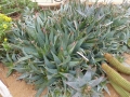 Aloe affinis