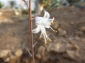 Aloe albiflora