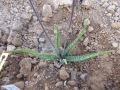 Aloe albiflora