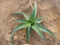 Aloe alooides