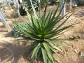 Aloe ampefyana (arborescens X capitata)