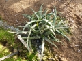 Aloe ankoberensis