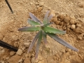 Aloe antandroi