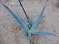 Aloe armatissima