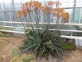 Aloe branddraaiensis