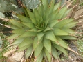 Aloe broomii