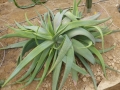 Aloe buhrii