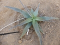 Aloe bulbilifera v.paulianae