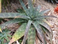 Aloe burgersfortensis