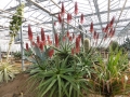 Aloe cameronii v.dedzana