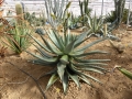 Aloe candelabrum