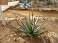 Aloe capitata v. quartziticola
