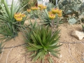 Aloe capitata