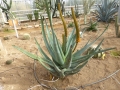 Aloe castanea