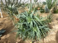 Aloe cheranganiensis