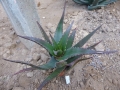 Aloe classenii