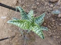 Aloe coccinea