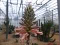 Aloe compressa v.schistophila en fleur