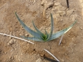 Aloe compressa