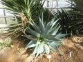Aloe mitriformis ssp comptonii