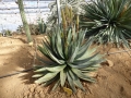 Aloe conifera