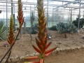 Aloe cryptopoda