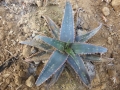 Aloe cv.curiosity