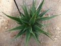Aloe dawei X elgonica