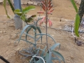 Aloe decaryi