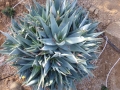 Aloe deltoidedonta