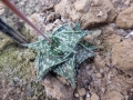 Aloe descoingsii ssp.angustina