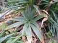 Aloe dewetii
