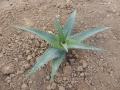 Aloe dhufarensis