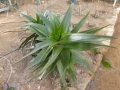 Aloe dorotheae X niebuhriana
