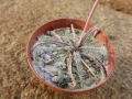 Aloe droseroides