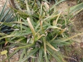 Aloe dumetorum