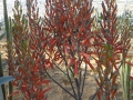 Aloe dyeri