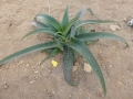 Aloe dyeri