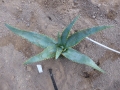 Aloe ericetorum