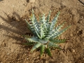 Aloe erinacea