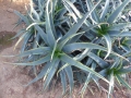 Aloe eru v.vicarnuta