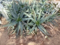 Aloe eru