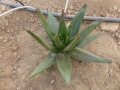 Aloe erythrophylla